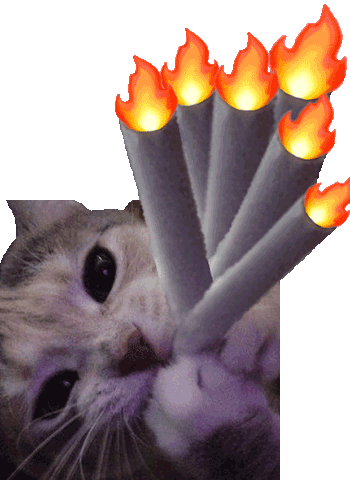 猫咪表情包