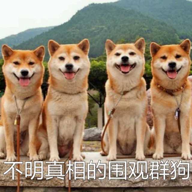 不明真相的围观群狗