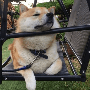shibaholmes 柴犬在摇椅上的悠闲狗生动图表情包_shibaholmes_柴犬_摇椅上_动图_gif_萌萌哒