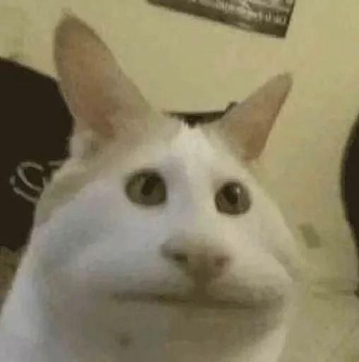 猫猫头表情包