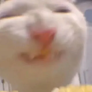 小猫吃玉米表情包