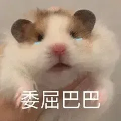 仓鼠