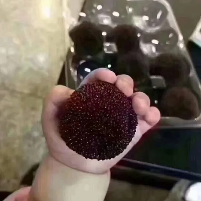 吃杨梅（吃杨梅）