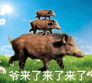 爷来了来了来了