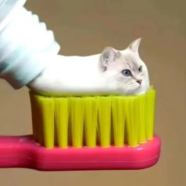 可爱的猫咪牙膏表情包（可爱的猫咪牙膏表情包）
