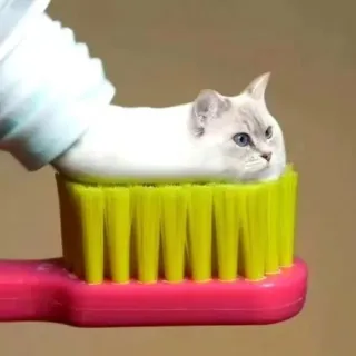 可爱的牙膏猫咪表情包