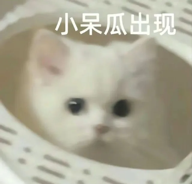 小呆瓜出现（小呆瓜出现）