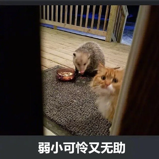 弱小可怜又无助（弱小可怜又无助）