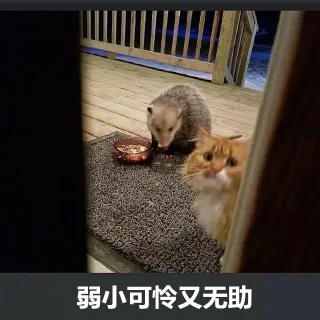 弱小可怜又无助
