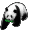 熊猫动图表情包