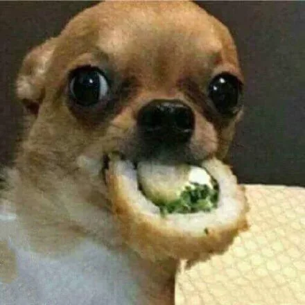 吉娃娃目瞪口呆