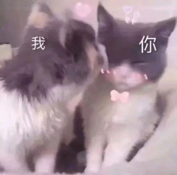 我强吻你（猫咪）（我强吻你（猫咪））