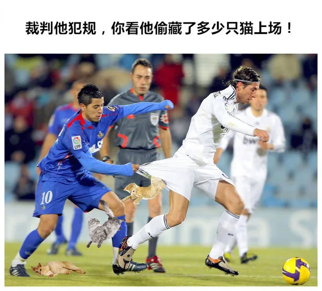吸猫世界杯_吸猫表情包