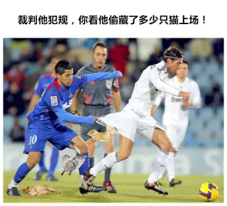 吸猫世界杯_吸猫