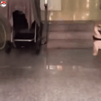 柴犬表情包