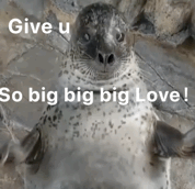 Give u So bigbigbig Love !（Give u So bigbigbig Love !）
