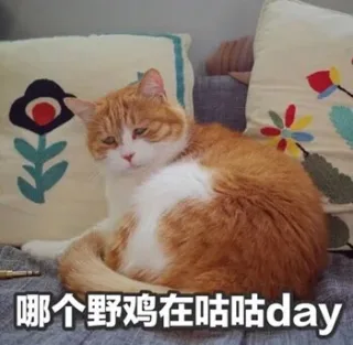 哪个野鸡在咕咕day