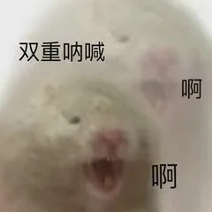 双重呐喊啊啊(鼠鼠表情包)（双重呐喊啊啊(鼠鼠表情包)）