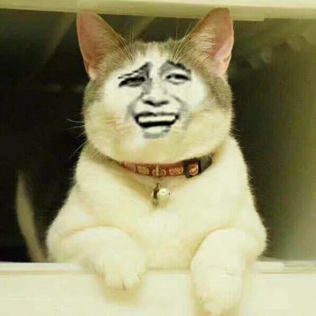 变脸猫哈哈笑（变脸猫哈哈笑）