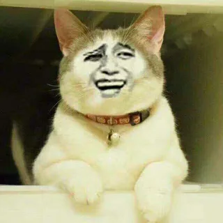 变脸猫哈哈笑