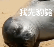 我先豹毙