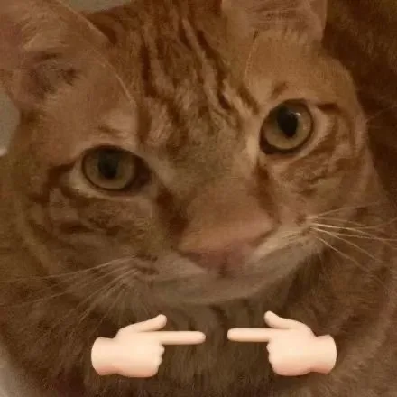 猫猫揣手手表情包（猫猫揣手手表情包）