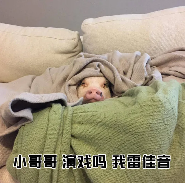 小哥哥演戏吗我雷佳音（小哥哥演戏吗我雷佳音）