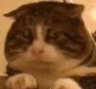 猫猫头表情包（猫猫头表情包）
