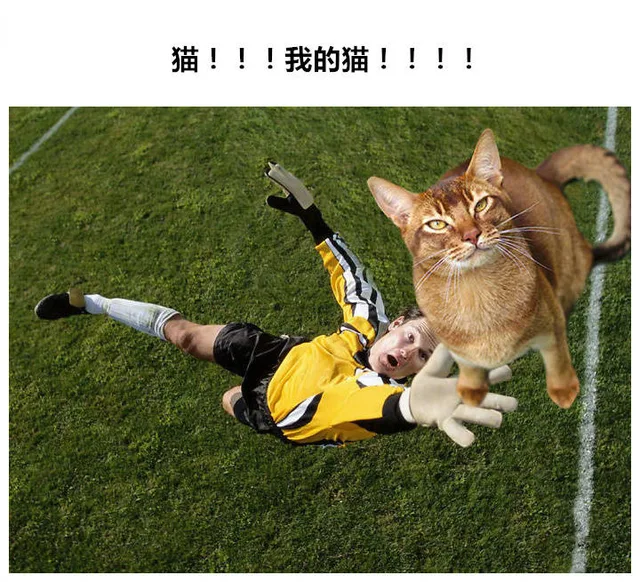 猫!!!我的猫!!!!