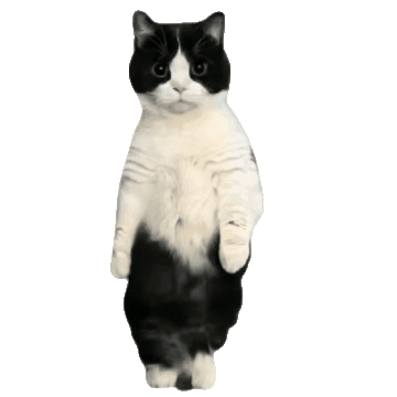 猫猫跳舞表情包 GIF（猫猫跳舞表情包 GIF）