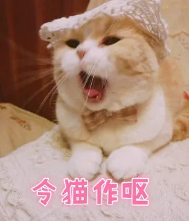 令猫作呕