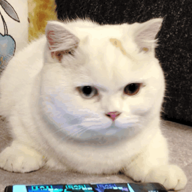 猫咪摇头晃脑（猫咪摇头晃脑）
