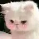 (猫咪害羞)（(猫咪害羞)）