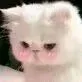 (猫咪害羞)