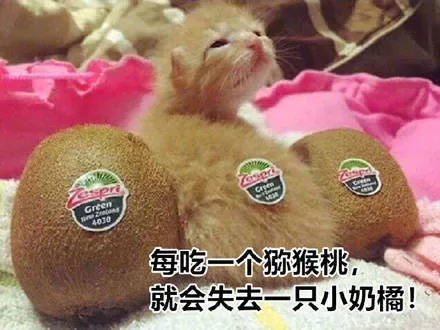 每吃一个猕猴桃就会失去一只小奶橘!（每吃一个猕猴桃就会失去一只小奶橘!）