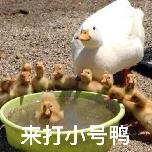 来打小号鸭