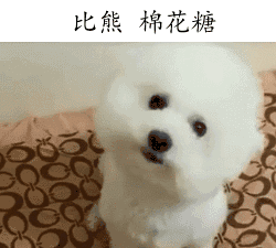 你最爱哪种犬_汪星人_萌萌哒