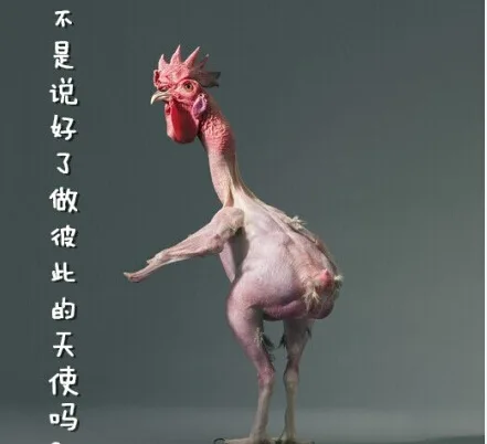 无毛鸡搞笑表情_公鸡表情包