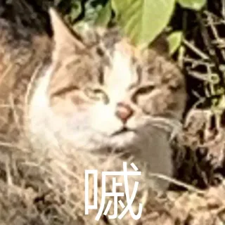猫咪喵星人斗图表情包