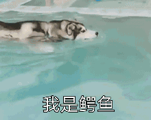 哈士奇，上帝创造狼之前打下的草稿_哈士奇_二哈_蠢_萌萌哒表情包