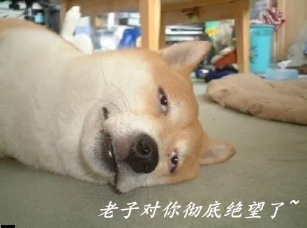老子对你彻底绝望了（老子对你彻底绝望了）
