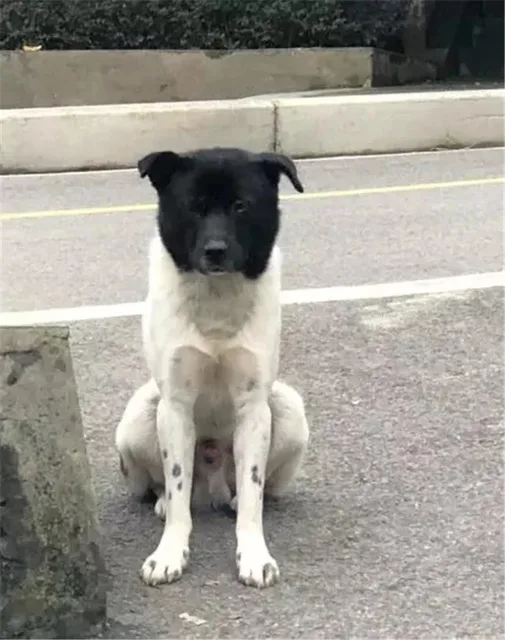 黑脸狗狗