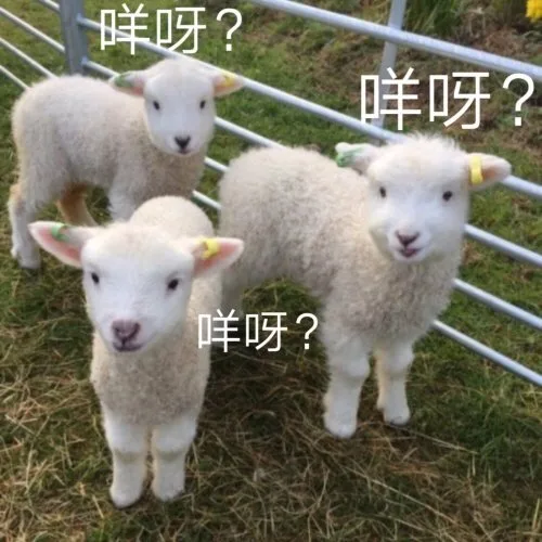 咩呀？（绵羊表情包）（咩呀？（绵羊表情包））