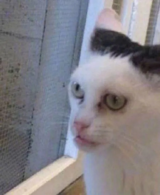 消瘦的猫咪（消瘦的猫咪）