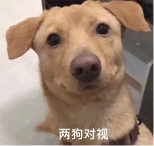 两狗对视 三狗对视 四狗对视 五狗对视表情包 _狗勾