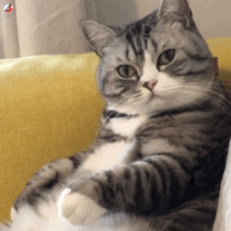 舔舌头（猫咪动态表情包）（舔舌头（猫咪动态表情包））
