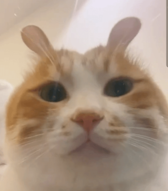 小兔子猫猫 GIF 动图表情包（小兔子猫猫 GIF 动图表情包）