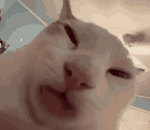 猫猫亲亲 GIF 动图表情包（猫猫亲亲 GIF 动图表情包）