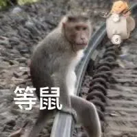 等鼠(猴子表情包)（等鼠(猴子表情包)）