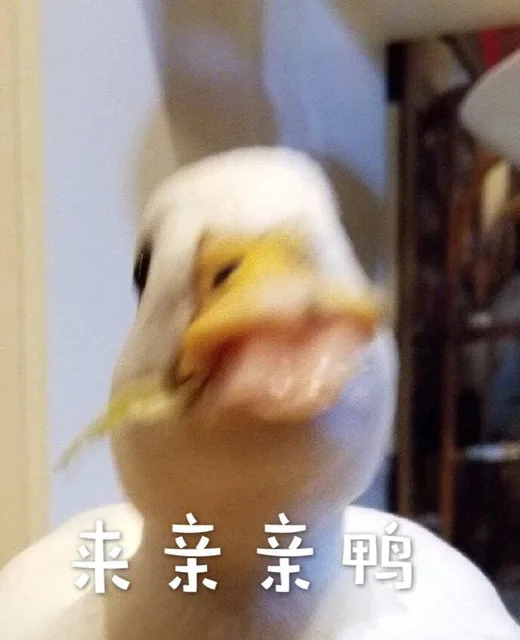 来亲（来亲）